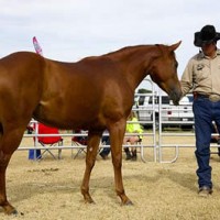 Ray worked horses for charity at the 16th Annual Buck Creek St. Jude Trail Ride