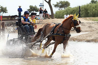 U.S. Para-Equestrian Drivers Excel at Shady Oaks Farm CDE