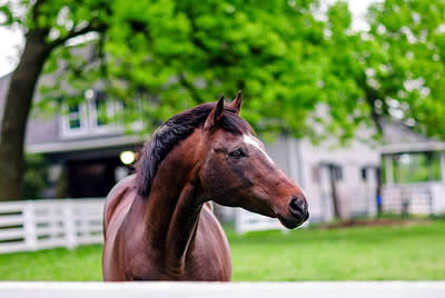 Thoroughbred Champion Cigar Dies Following Surgery