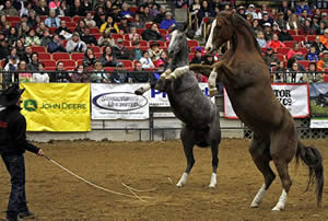 2014 National Horse Show Offers First Class Entertainment