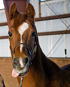 EQUUS Foundation to Reward PATH Intl. Equine of the Year