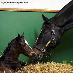 Zenyatta’s War Front Filly Euthanized after Paddock Accident