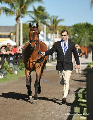 Announcing the 2015 Adequan Global Dressage Festival CPEDI3* January 7-11