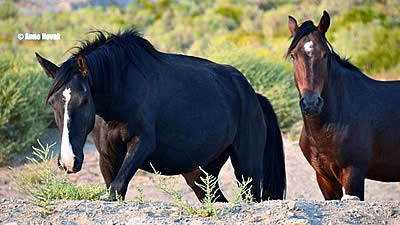 Wild Horse Mares Are Suffering Extreme Abuse and Need Your Help