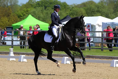 Katherine Bateson-Chandler and Alcazar Named USDF Horse of the Year at Intermediaire II