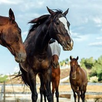 When Sammy became blind, his friend Mikey (left) took care of him, led him to food and water, and made sure he stayed out of trouble. When their owners lost their ranch, many tried to separate the pair. Villa Chardonnay made sure their friendship was not broken by taking them in as an inseparable team.