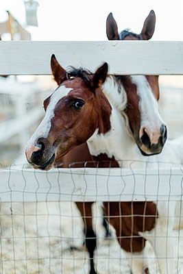 Villa Chardonnay Works to Wither Horse Slaughter