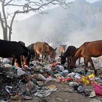 These animals are scavenging for food after a long work day in India.