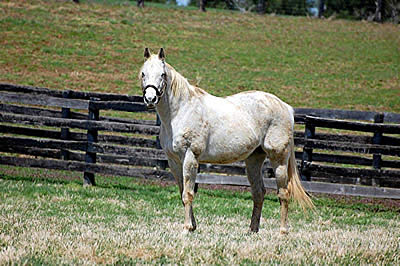 Old Friends’ Upcoming Events, Gary Stevens Visits and the Final Hat