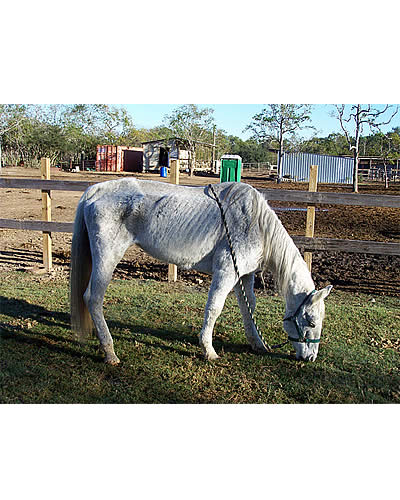A Horse Named Blue