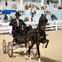 The Hackney and Harness Ponies are always a crowd favorite.