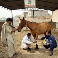 The Brooke cares for working animals in third-world countries.