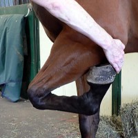Fetlocks