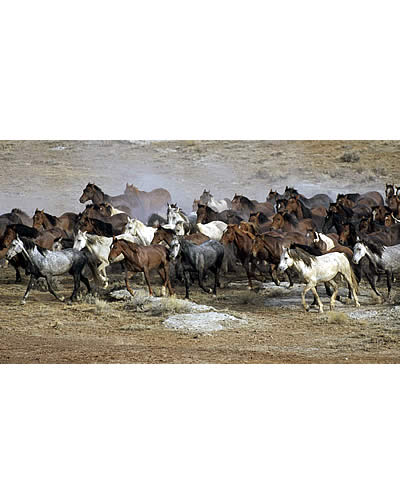 Update: Defund and Stop the Wild Horse & Burro Roundups