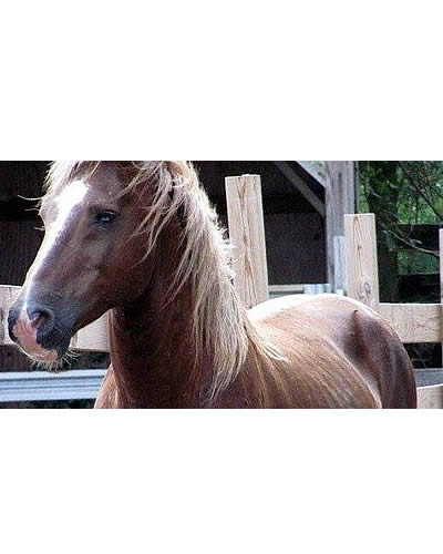 Make a Model Horse of the Famous Chincoteague Pony Stallion Surfer Dude
