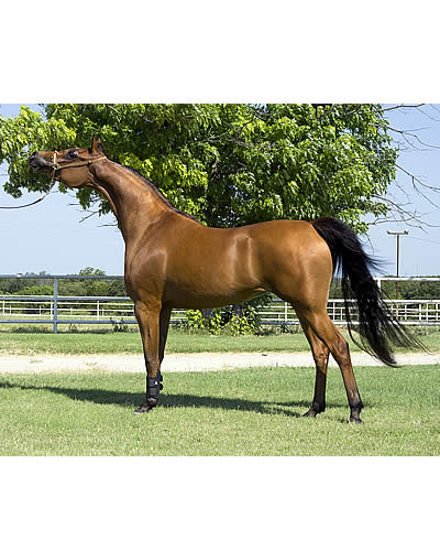 The Nature vs. Nurture Debate: New Horse Temperament Research