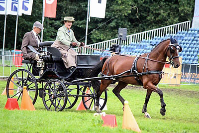 Morgan Finishes Strong at 2015 FEI World Driving Championships for Ponies