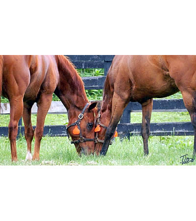 September 7th Is Old Friends Day at Belterra Park