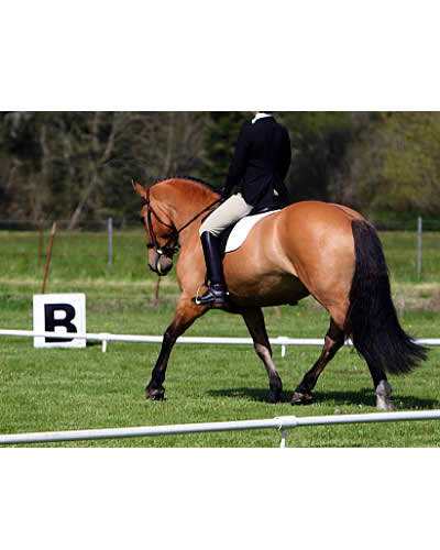 What Does It Look and Feel Like When Your Horse Is on the Bit? by Jane Savoie