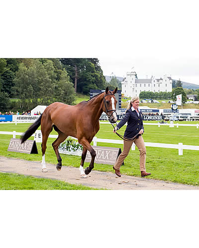 Final Countdown Begins with 66 through First Horse Inspection