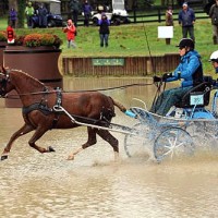 Denise Hinder traveled from Texas to participate in the USEF Developing Driver Program and then win her division at the Hermitage Classic CDE. Photo by Pics of You.