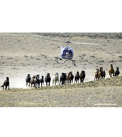 Proposed Removal of over 1700 Wild Horses in Red Desert Complex in Wyoming