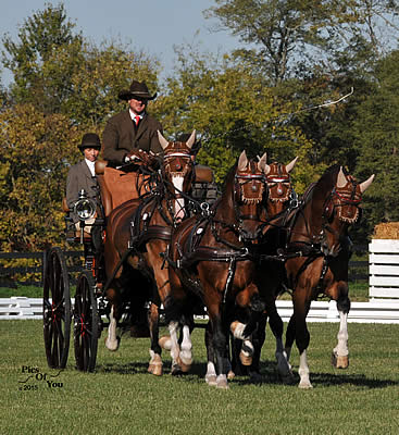 Team Weber Sets Winning Tone in Dressage as Hermitage Classic CDE and Fall Festival Opens