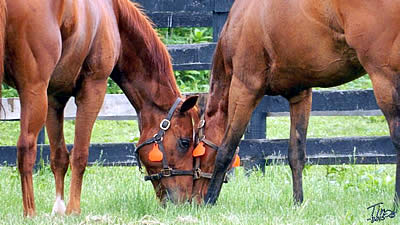 Old Friends Receives Thoroughbred Aftercare Alliance Accreditation for 2016