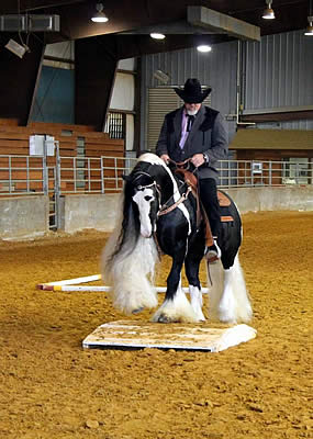 The Amazing Feathered Horses Set to Show Off at the Jacksonville Equestrian Center