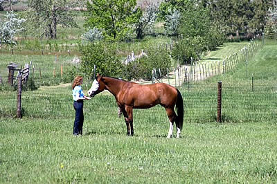 APHA Considers Rule Change Proposal (Requiring All Breeding Stallions to Be Genetic Tested)