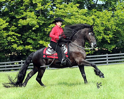 Friesian Owners Get Boot Camp Training with World Champion Jannie Giles