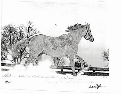 Silver Charm Portrait by Barbara Livingston Now Available
