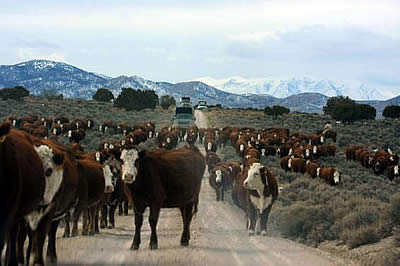 Shaving Livestock Grazing’s Carbon Hoofprint
