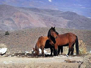 BLM Ends Nevada Wild Horse Fertility Project
