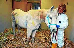 Lily, the Horse Shot with 130 Paintballs, Dies