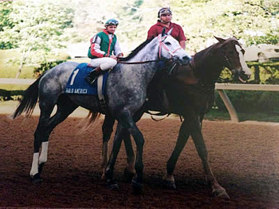 Grade 1 Winner Halo America, Dead at 26