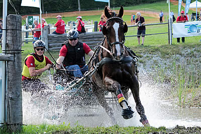 German Drivers Dominate FEI World Single Driving Championships at Piber, Austria