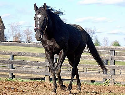 Celebrate “Old Friends Day” at Belterra Park Gaming on September 5