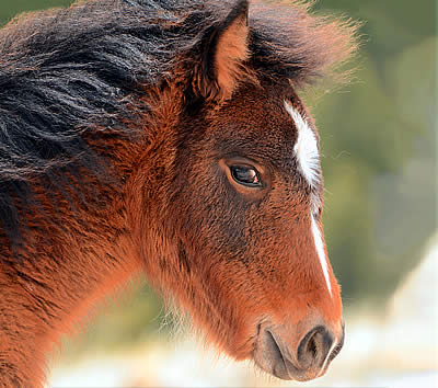 BLM Director Announces No Killing of Wild Horses in Holding