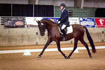 Andalusian Gelding Earns the Highest Score of the 2016 IALHA National Championship