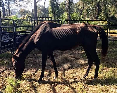 Starving Horse Saved