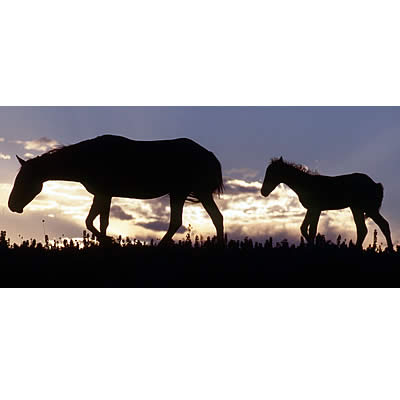 No Land. No Horses.