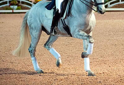 Palm Beach Series Schooling Dressage Announced for January 24