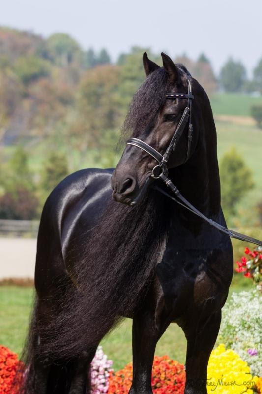 Iron Spring Farm Says Goodbye to Grand Prix Stallion Hedser 465, Sport