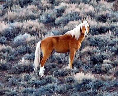 Mining Threatens Three Wild Horse Herds