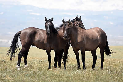 Interior Secretary and Utah Congressman Present Fictional Account of Wild Horses