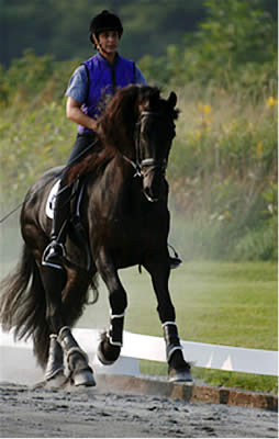 What Do Medium Trot and Canter Feel Like? by Jane Savoie