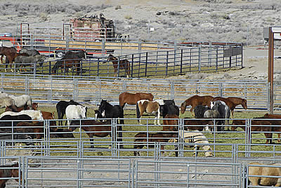 Speak Up to Save Horses and Burros from Slaughter
