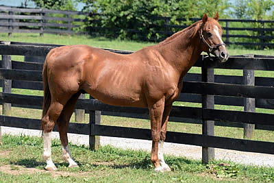 Genuine Reward, Son of Genuine Risk, Euthanized at 25