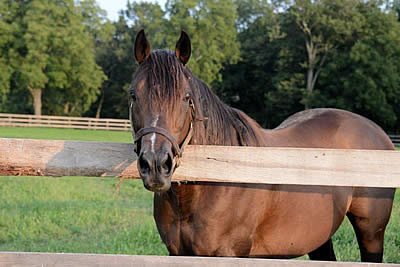 A P Valentine, Son of A. P. Indy, Euthanized at 20